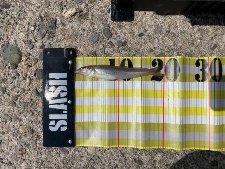 10年振りのキス釣りへ