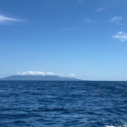 伊豆大島沖、キハダ、イワシ泳がせ