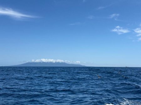 伊豆大島沖、キハダ、イワシ泳がせ