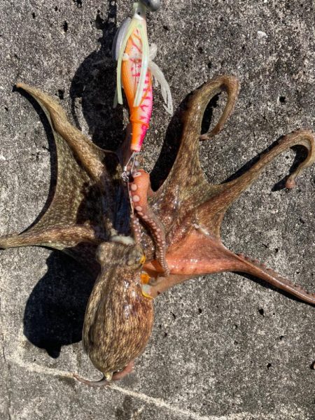 まずまず、上向き❓