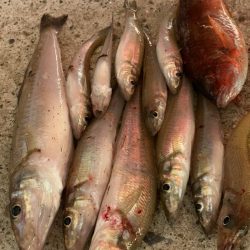 ちょい投げキス釣り