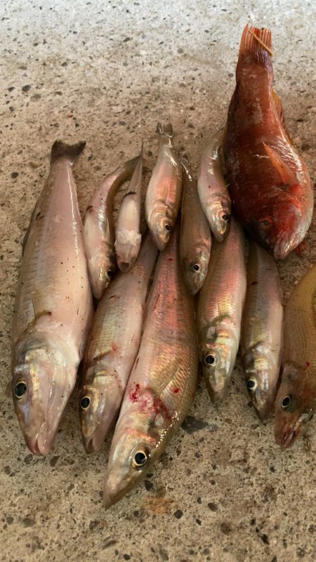 ちょい投げキス釣り