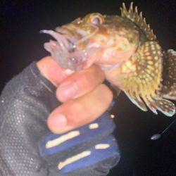 カサゴとキジハタ