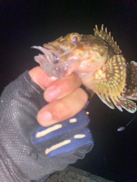 カサゴとキジハタ