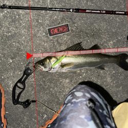 戻ってきたシーバスくん!