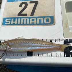 シロギスタ:油断はできないが…