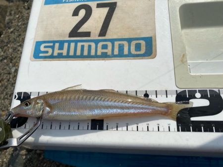 シロギスタ:油断はできないが…