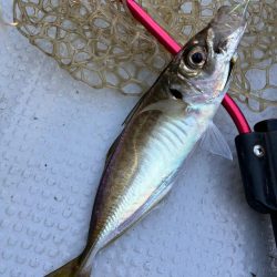 久しぶりの船釣り！