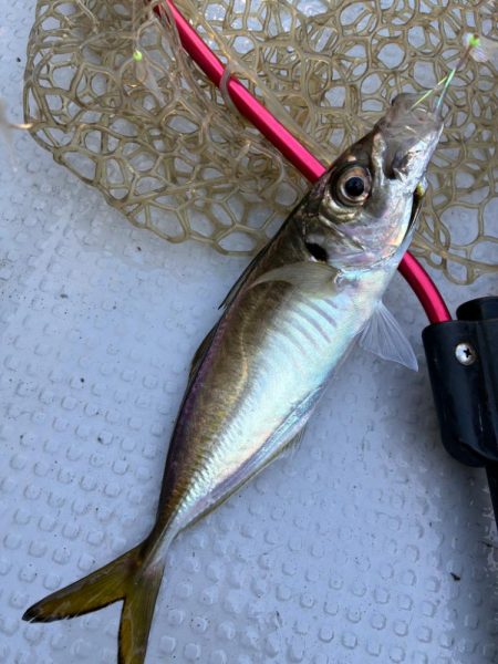 久しぶりの船釣り！