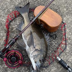 ヘチってきました