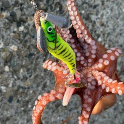 出勤前のオクトパッシング🐙