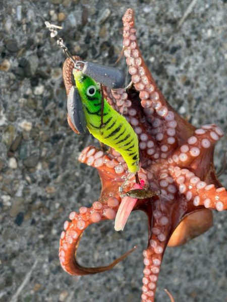 出勤前のオクトパッシング🐙