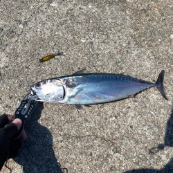 ソウダガツオと良型アジ