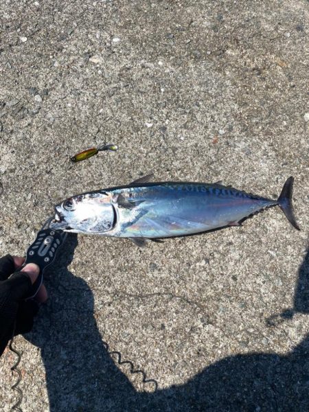 ソウダガツオと良型アジ