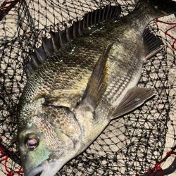 ヘチってきました