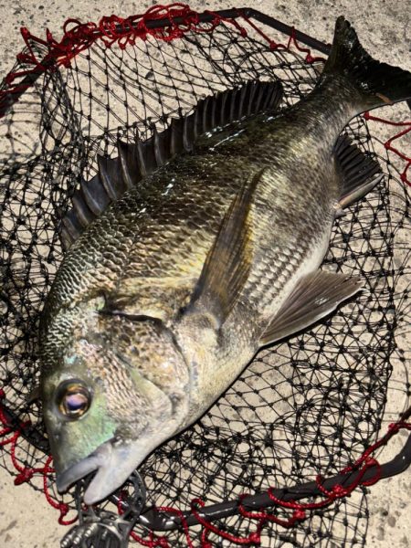 ヘチってきました