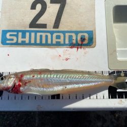 シロギスタ:棚からボタグレ