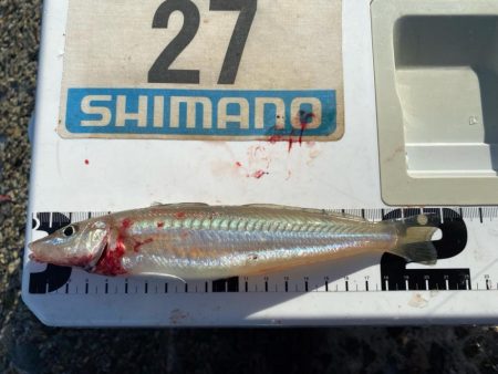 シロギスタ:棚からボタグレ