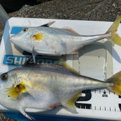 シロギスタ:ようやく通常運行？