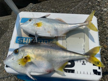 シロギスタ:ようやく通常運行？