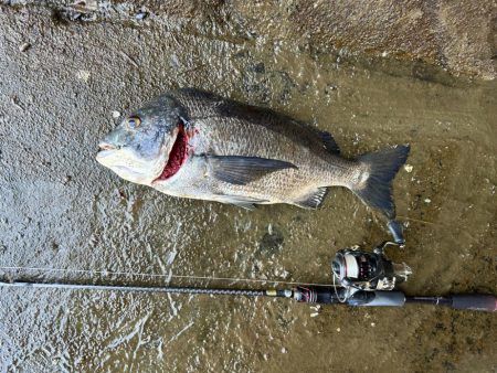 チニング、、、？