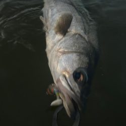 リバーシーバス