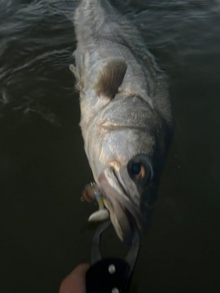 リバーシーバス