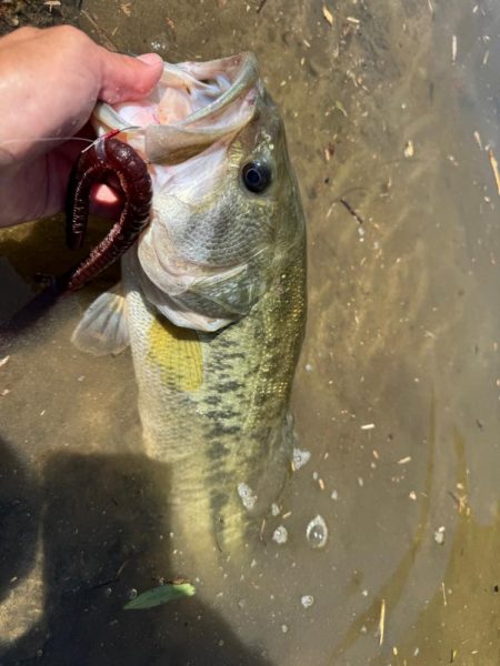 夏のリザーバーはロングワーム