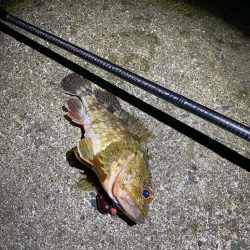 ロックフィッシュゲーム