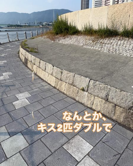 ちょい投げ シロギス釣り