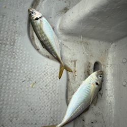 アジは味がいいからアジという。