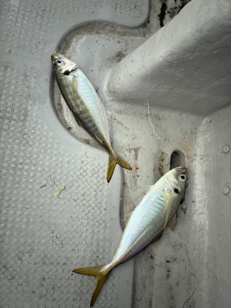 アジは味がいいからアジという。