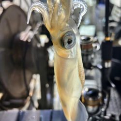 今期初イカメタル！