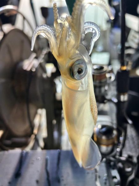 今期初イカメタル！