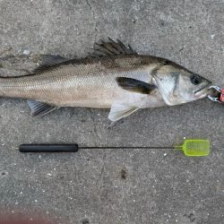 セイゴ狙いでエビ撒き