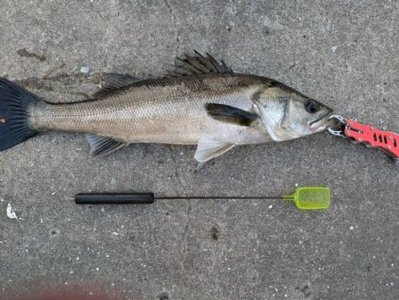 セイゴ狙いでエビ撒き