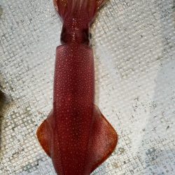 イカメタルリベンジ