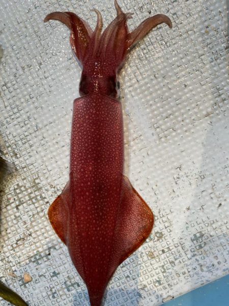 イカメタルリベンジ