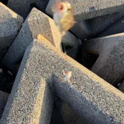 今年のアマモは絶好調