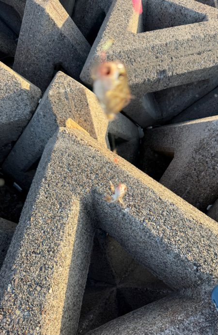 今年のアマモは絶好調