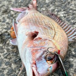 チャリコと真鯛