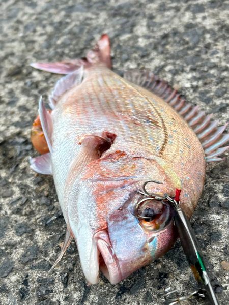 チャリコと真鯛