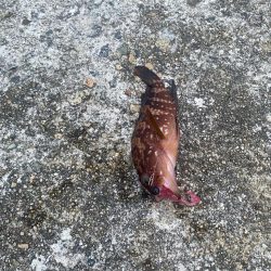 シーバスと根魚