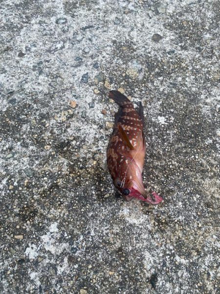 シーバスと根魚