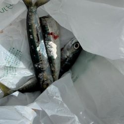 しめ鯖用のデカサバを求めて