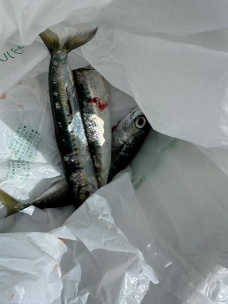 しめ鯖用のデカサバを求めて