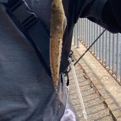 フグ少なし、キス多し。