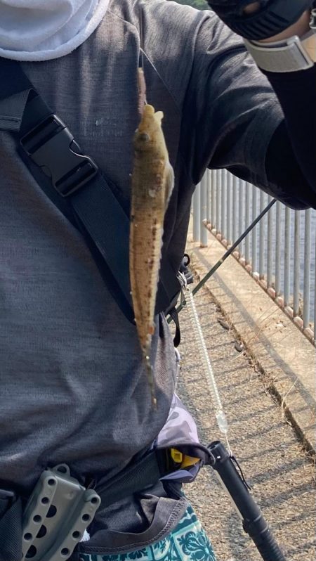 フグ少なし、キス多し。