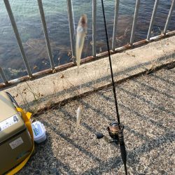 キスのランガン