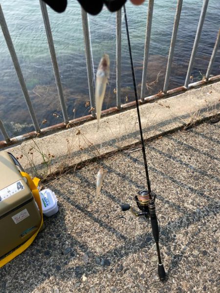 キスのランガン